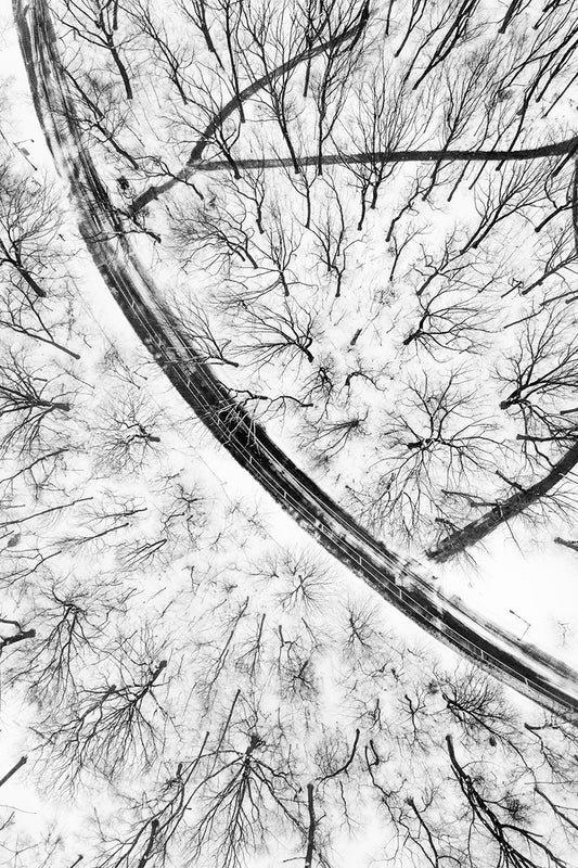 Brooklyn, Winter Canopy